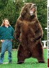 photo Bart the Bear
